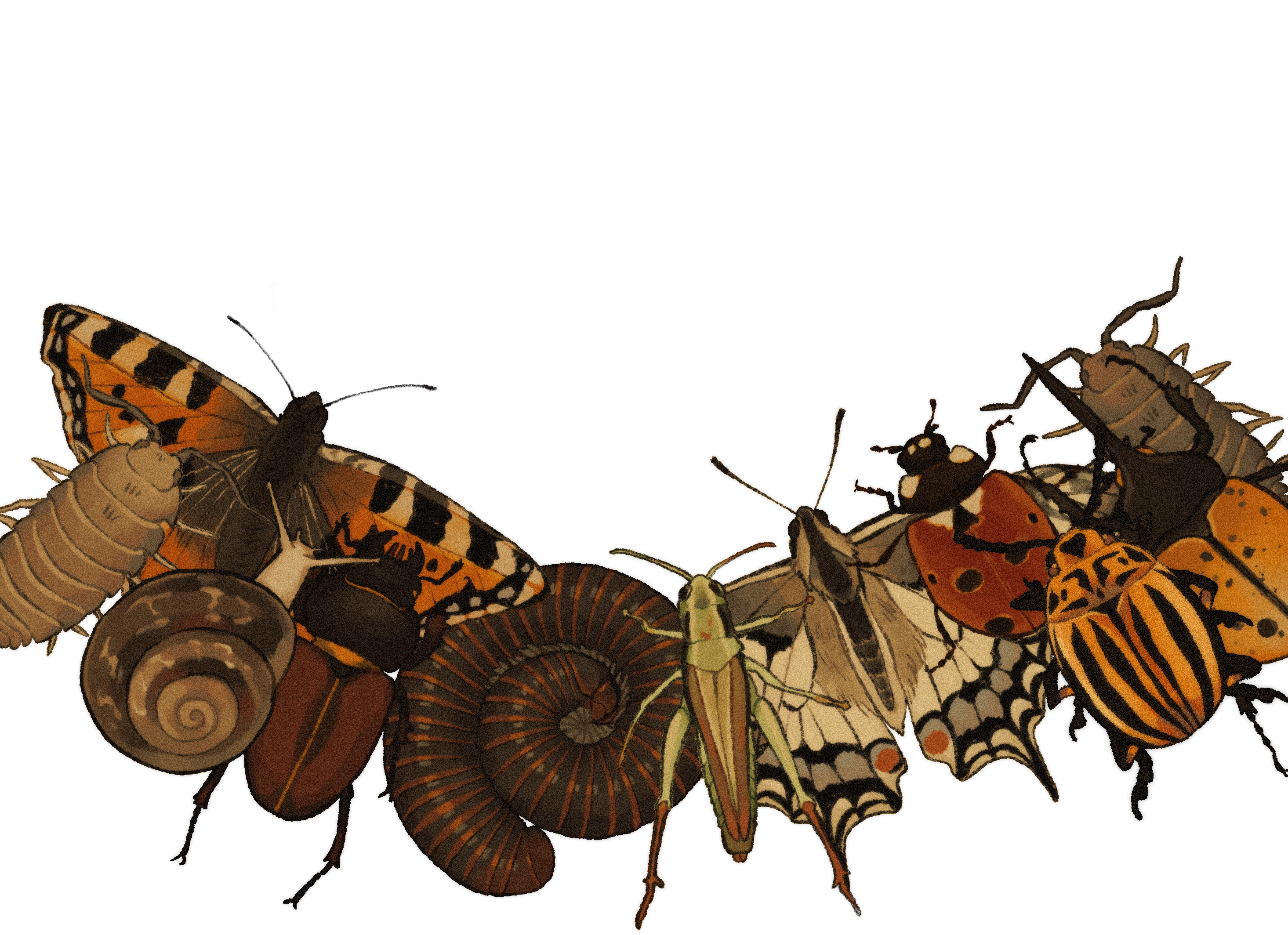 A bouquet of different insects and bugs