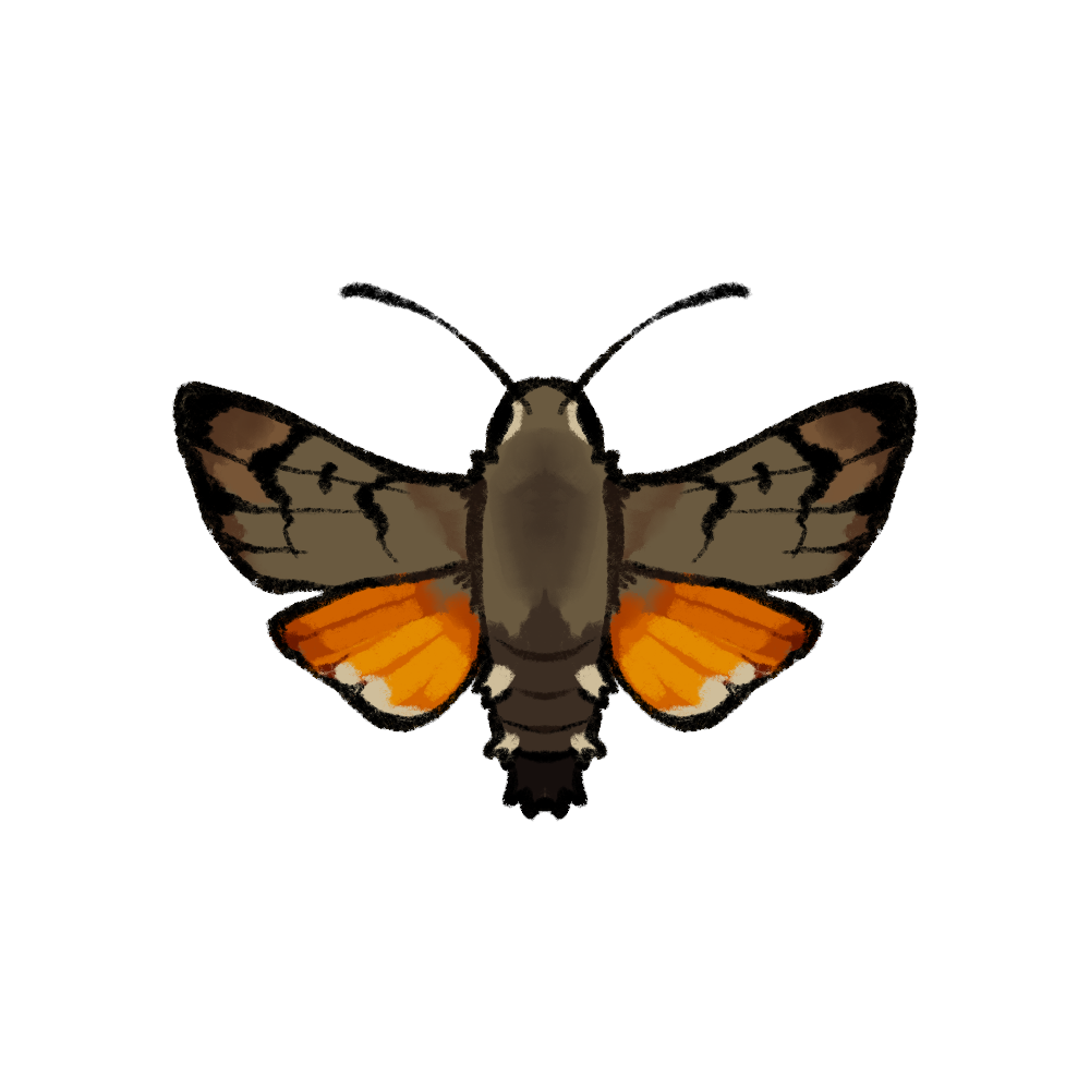 Logo illustration of a hummingbrid butterfly 
